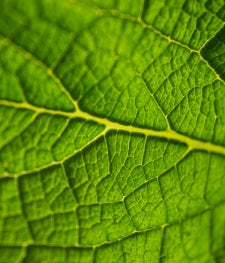 Close-up of a green leaf with clearly visible veins.